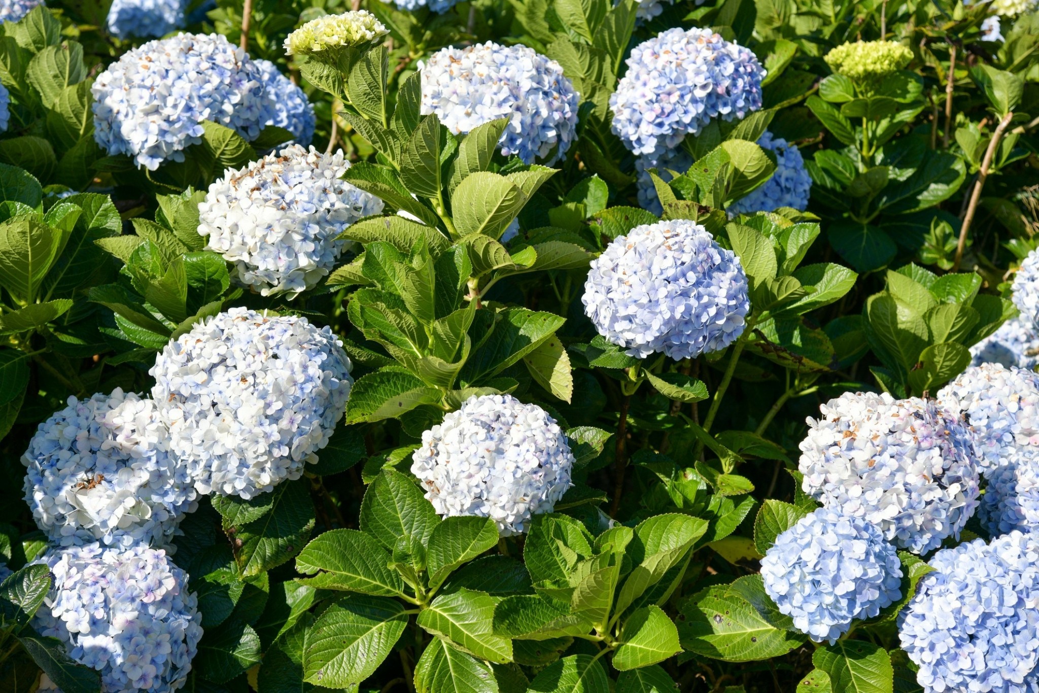 5 ανθισμένα φυτά που αξίζει να αποκτήσετε τον Μάιο