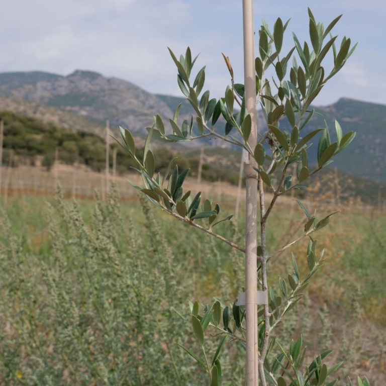 Kondea: Ένας οικογενειακός ελαιώνας πρότυπο βιωσιμότητας