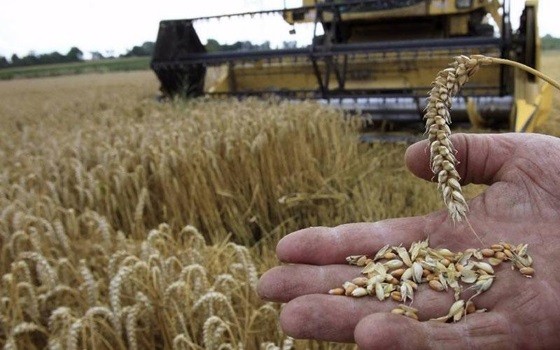 Η Κίνα επιδιώκει να αγοράσει αμερικανικό σιτάρι για πρώτη φορά μετά από ένα χρόνο | Ειδήσεις για την Οικονομία