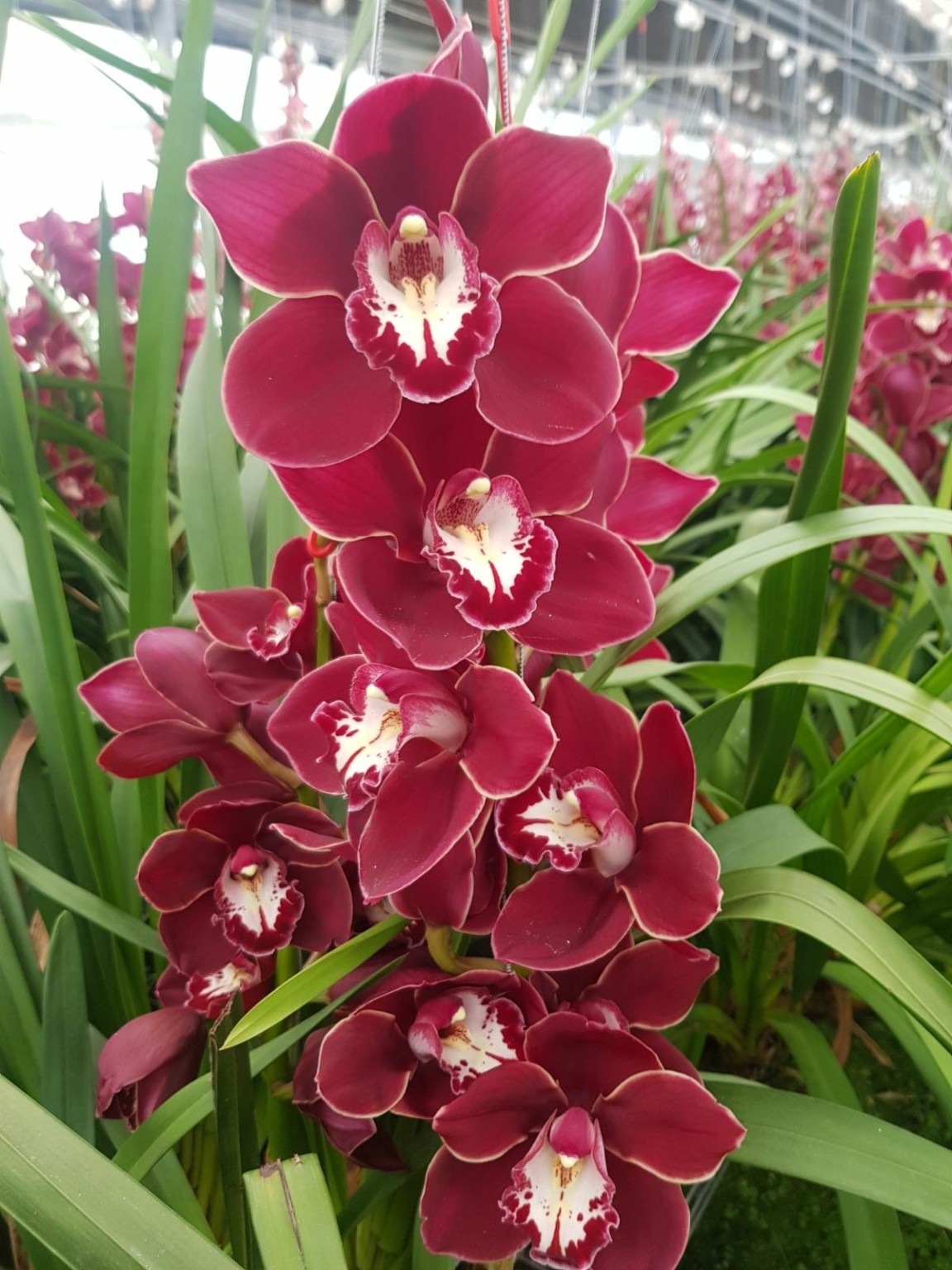 Η εξωτική ορχιδέα της Σάμου: Πώς να φροντίσετε το φυτό που θυμίζει ζούγκλα