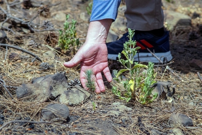 Η Nova παρέδωσε το έργο αποκατάστασης πυρόπληκτων περιοχών στη Ρόδο ύψους €1 εκατ.