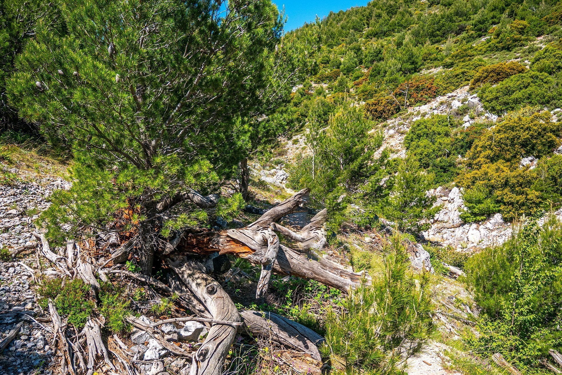 Ο χαμένος παράδεισος: Ανάβαση στην Πάρνηθα από τη χαράδρα της Χούνης