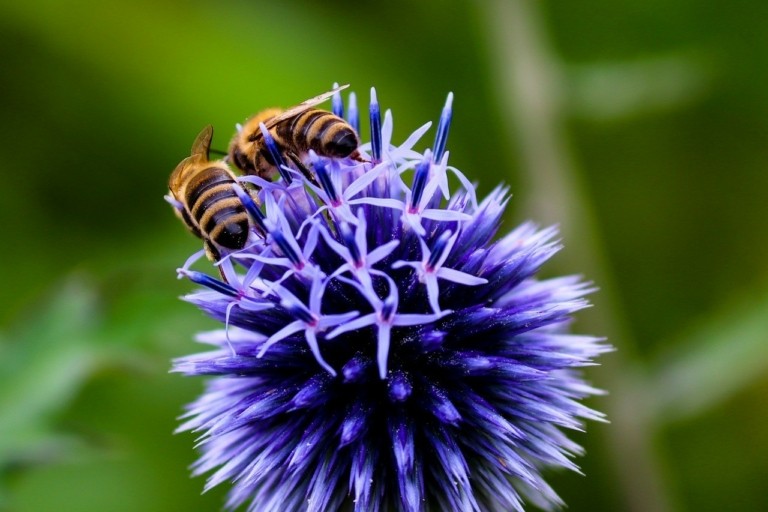 Οι μέλισσες μπορούν να «μυρίσουν» τον καρκίνο του πνεύμονα (pics)