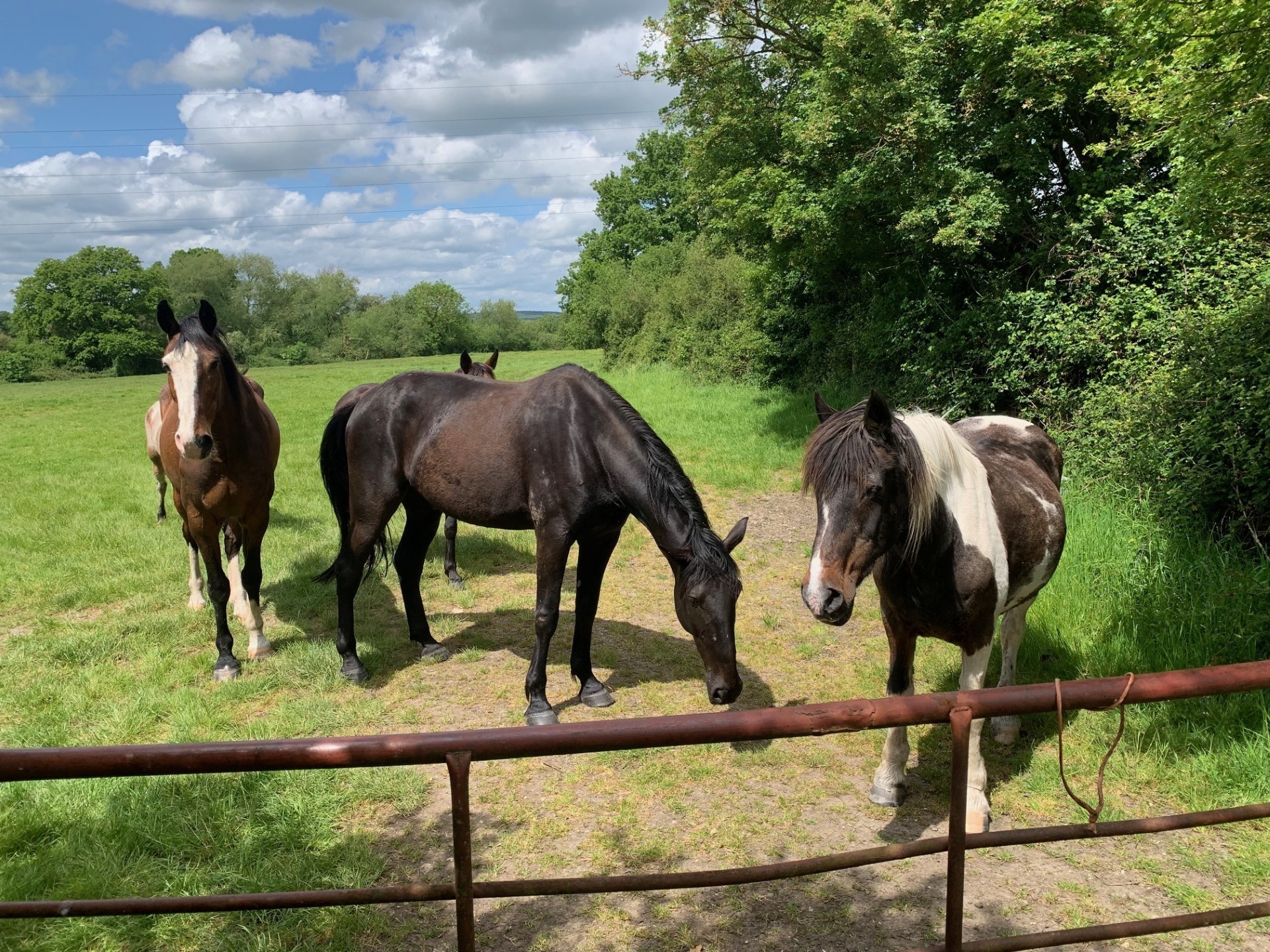 O Έλληνας “γητευτής των αλόγων” και τα πρωτότυπα σεμινάρια ηγεσίας σε τοπ εταιρείες