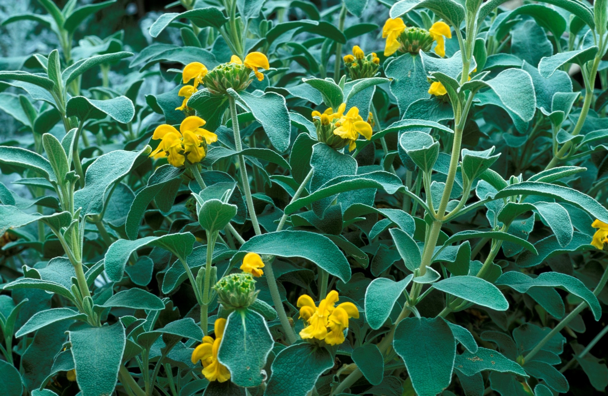 6 ανθόφυτα που λατρεύουν τον καλοκαιρινό ήλιο