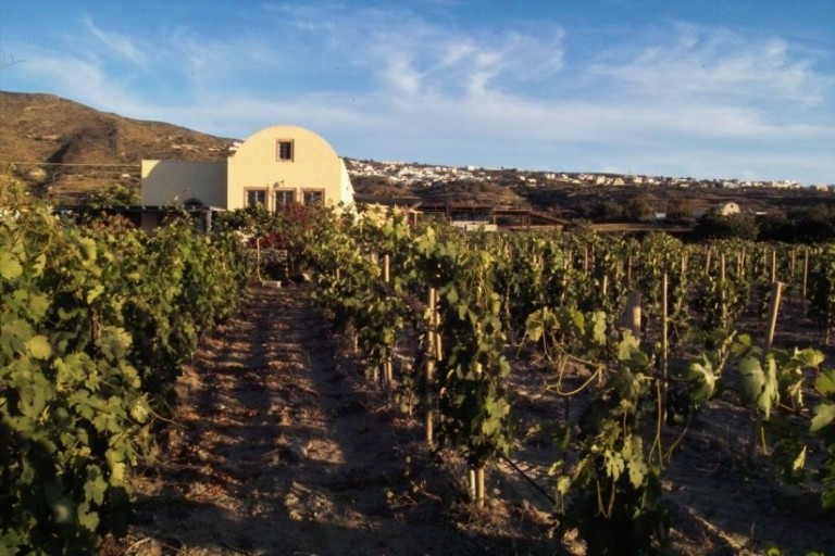 Σε κατάσταση έκτακτης ανάγκης τα οινοποιεία της Ευρώπης