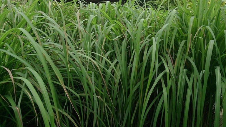 Τα φυτά που θα σας προστατέψουν από τα κουνούπια