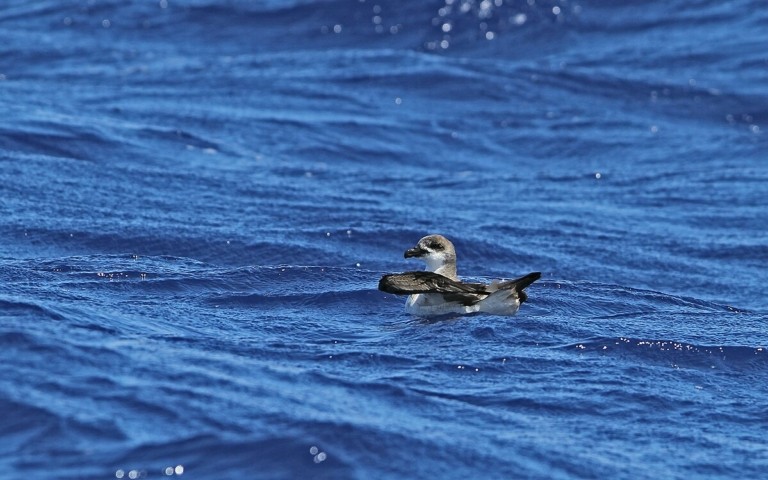 Αψηφώντας τον κίνδυνο: Ένα μικρό θαλασσοπούλι κυνηγά κυκλώνες