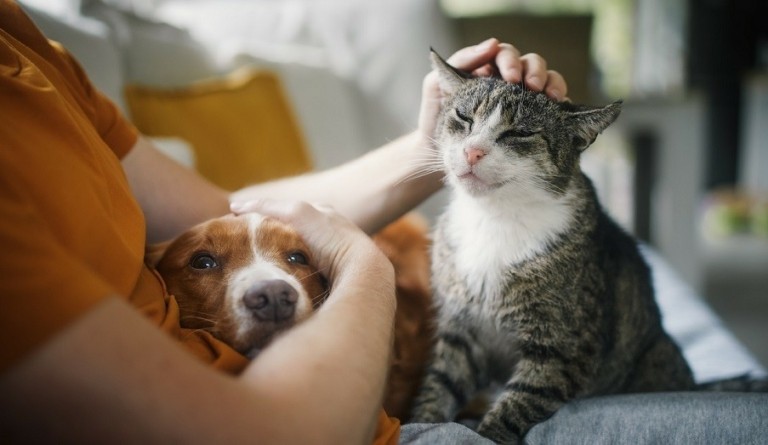 Ασφάλεια σκύλου και γάτας: Όλα όσα παρέχει για τα μικρά τετράποδα μέλη της οικογένειάς μας