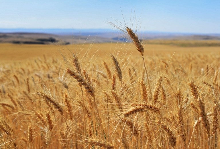 Σιτάρι: Σε χαμηλό πενταετίας λόγω υπερπροσφοράς και εμπορικού πολέμου ΗΠΑ–Κίνας