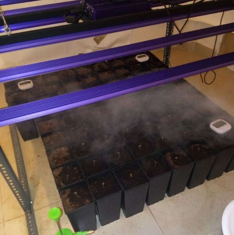 Θεσσαλονίκη: Καλλιεργούσαν σε διαμέρισμα 75 φυτά κάνναβης – Έκρυβαν τα ναρκωτικά σε φούρνο