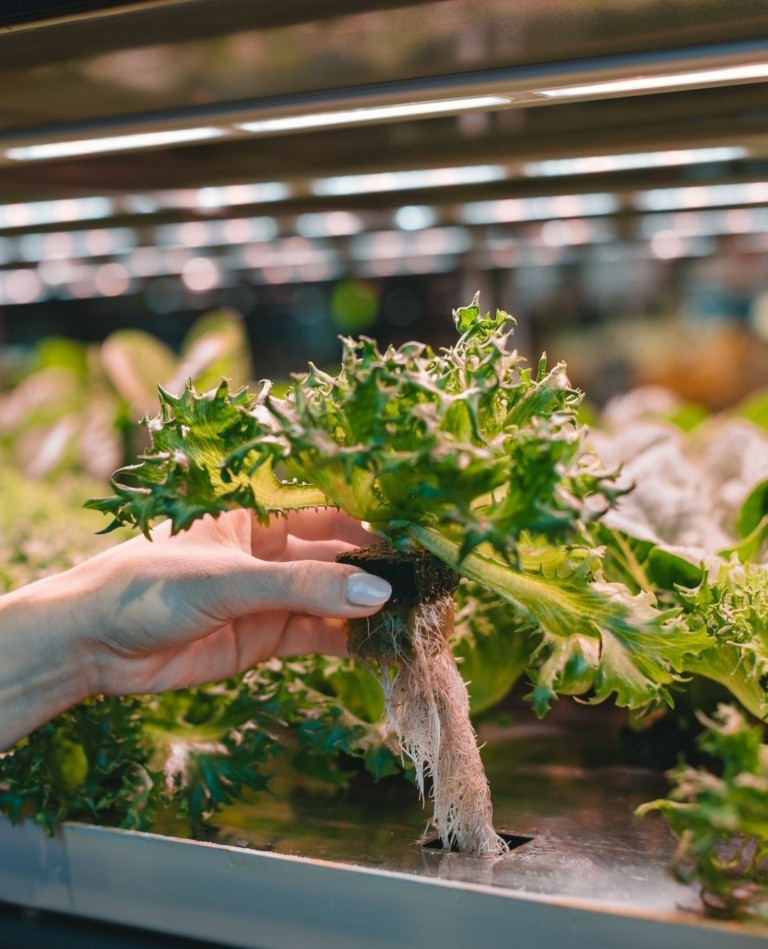 Μέσα σε αυτά τα σουπερμάρκετ καλλιεργούνται λαχανικά (pics + vid)