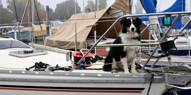 Κρουαζιέρα: Ερχεται η πρώτη φιλική προς τους… σκύλους