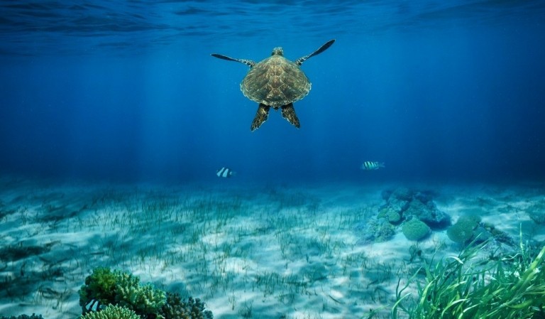 Έτσι εξοικονομούν ενέργεια τα θαλάσσια ζώα