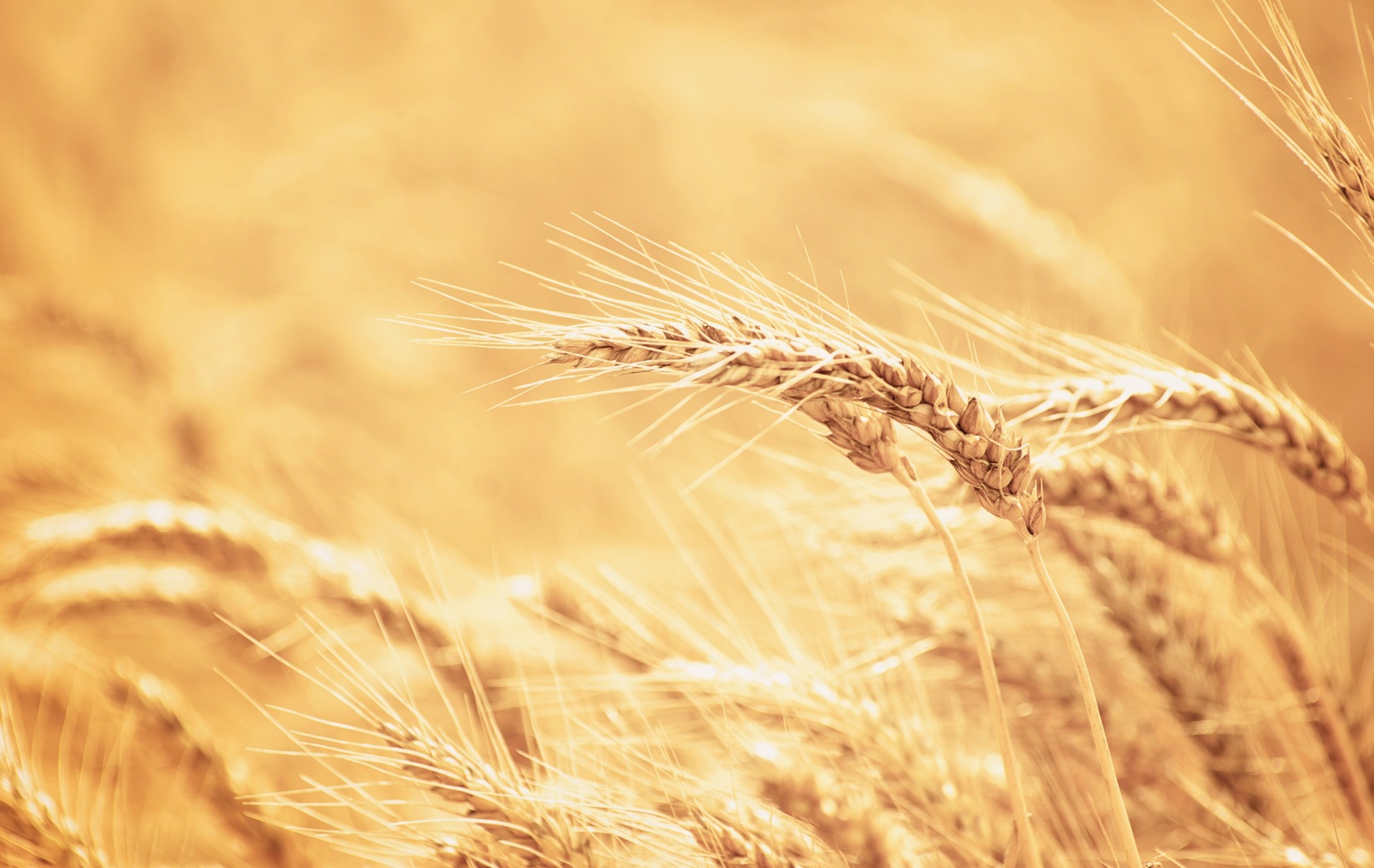 Σε αφθονία το σιτάρι – Ολοταχώς προς τις χαμηλότερες τιμές από τον περασμένο Ιούνιο (γράφημα)