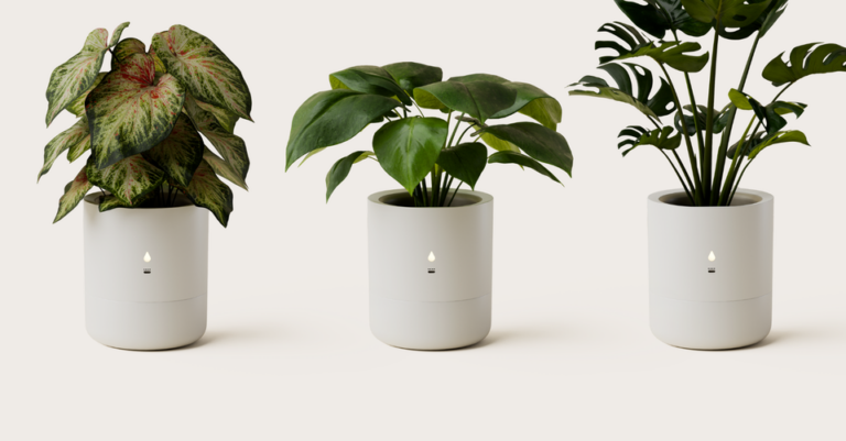 Πώς “μιλάμε” με τα φυτά μας χάρη στην τεχνητή νοημοσύνη