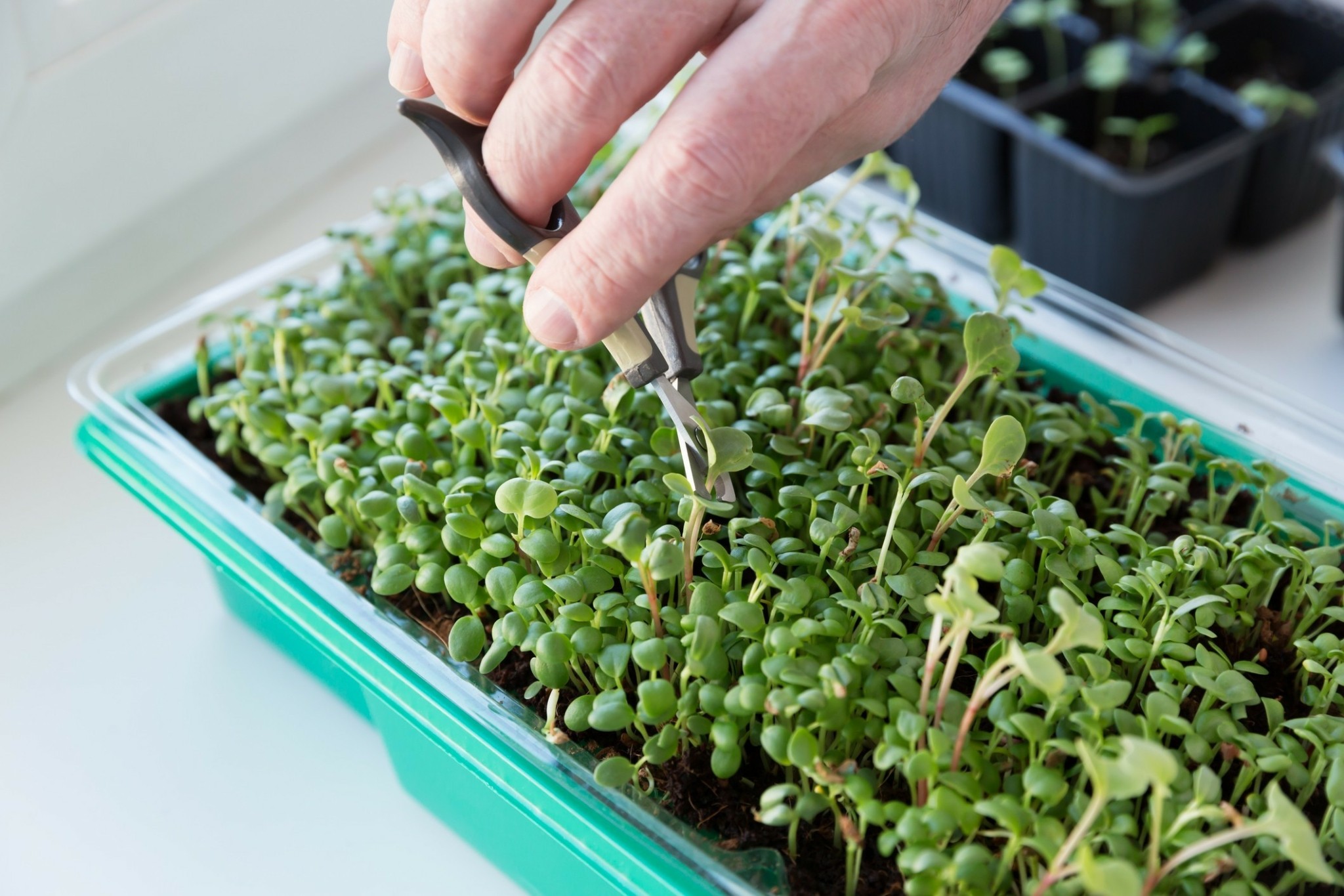 Μικροκαλλιέργεια: Πώς να φυτεύετε μικροσκοπικά λαχανικά στο σπίτι