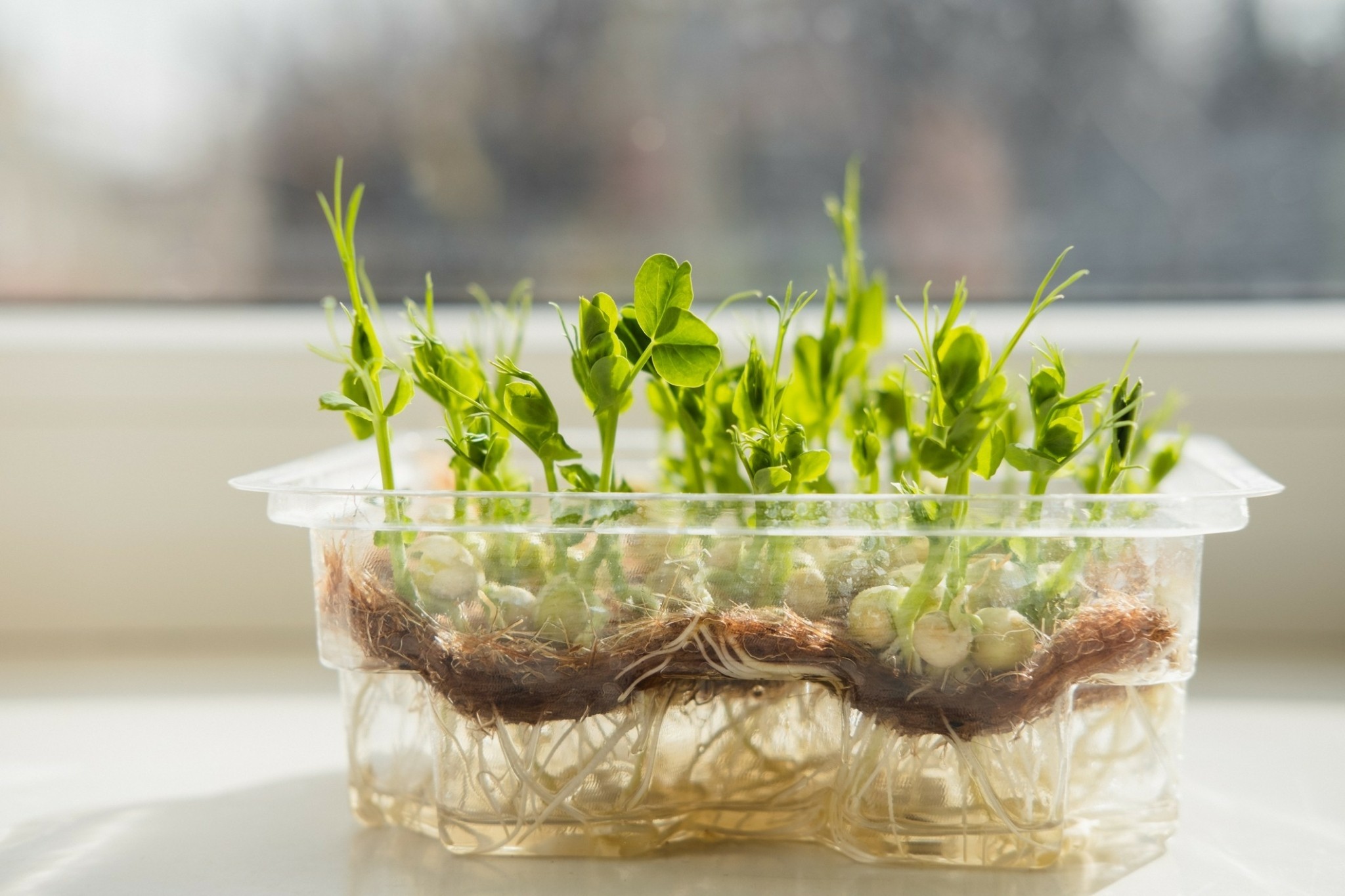 Μικροκαλλιέργεια: Πώς να φυτεύετε μικροσκοπικά λαχανικά στο σπίτι