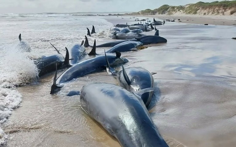 Τραγωδία στην Τασμανία: Ξεβράστηκαν 157 φάλαινες (pic+vid)