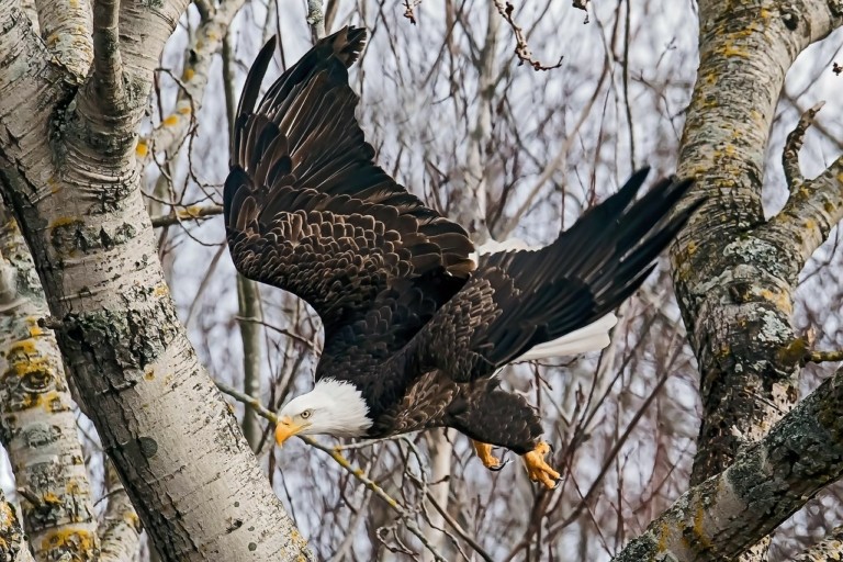 ΗΠΑ: Αυξάνονται τα κρούσματα γρίπης των πτηνών