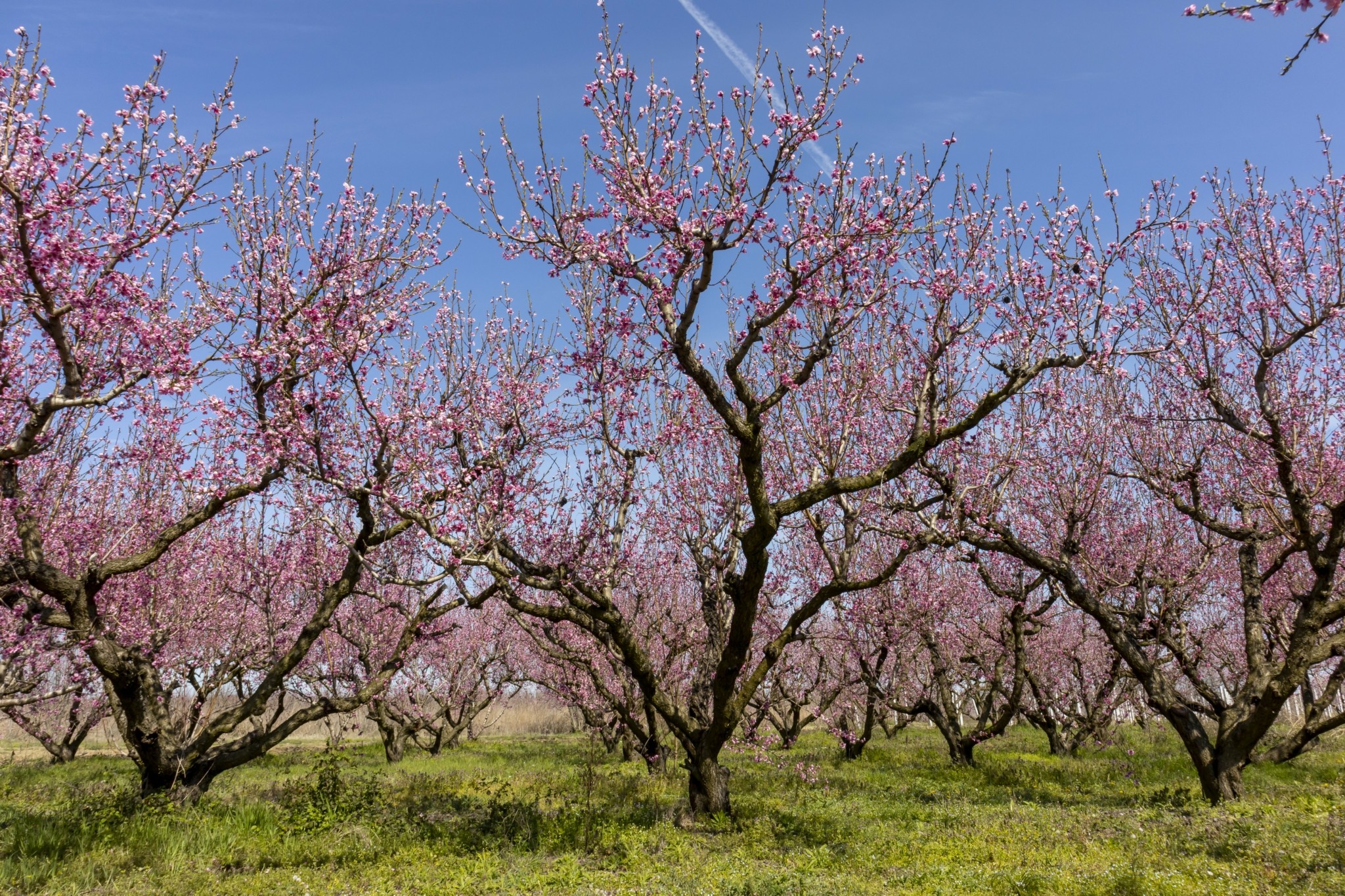 Γιατί κάθε Απρίλιο όλοι μιλούν για τη Βέροια