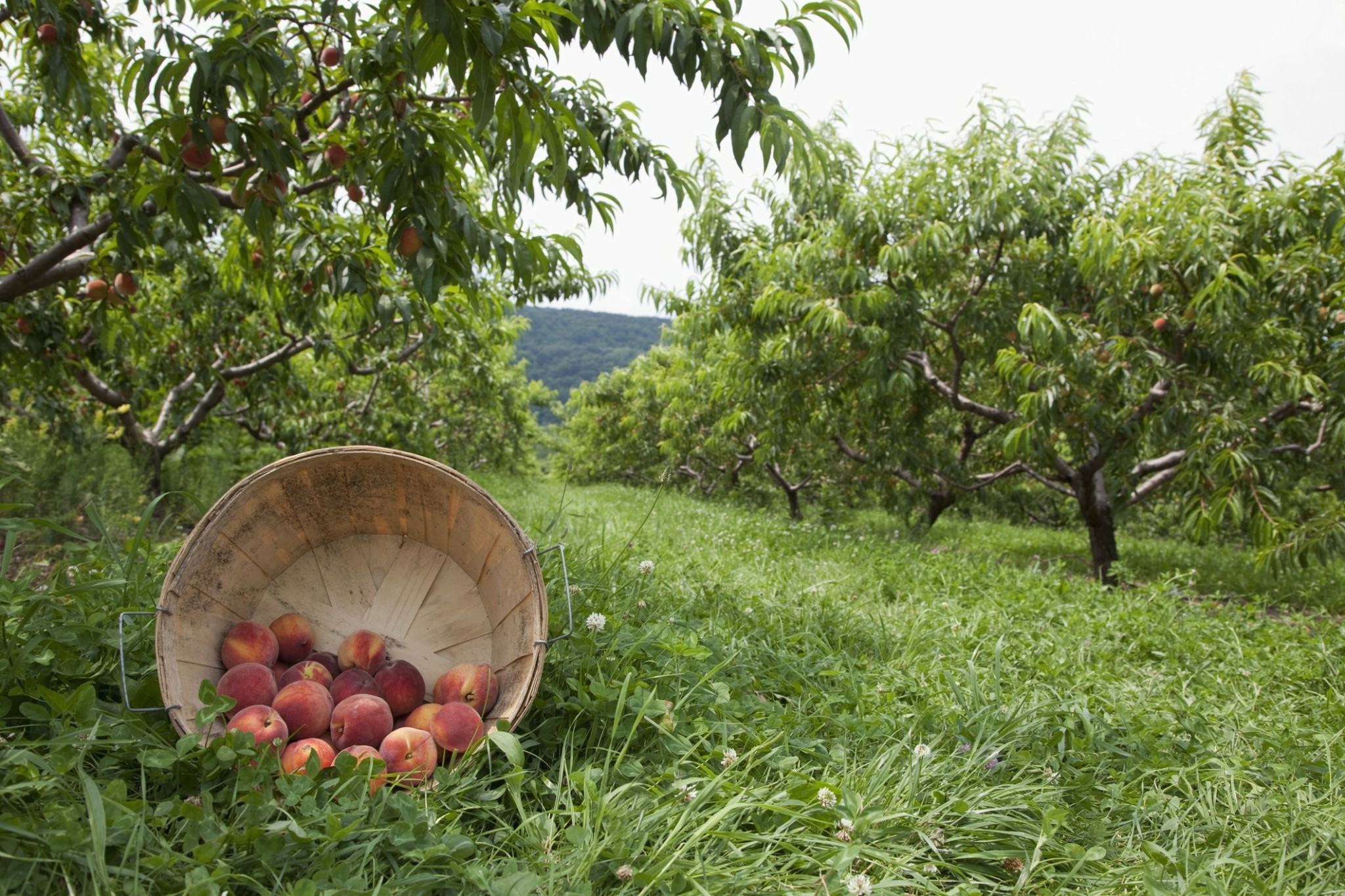 Γιατί κάθε Απρίλιο όλοι μιλούν για τη Βέροια