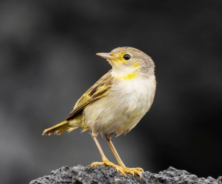 Η ηχορύπανση κάνει πιο επιθετικά τα πτηνά