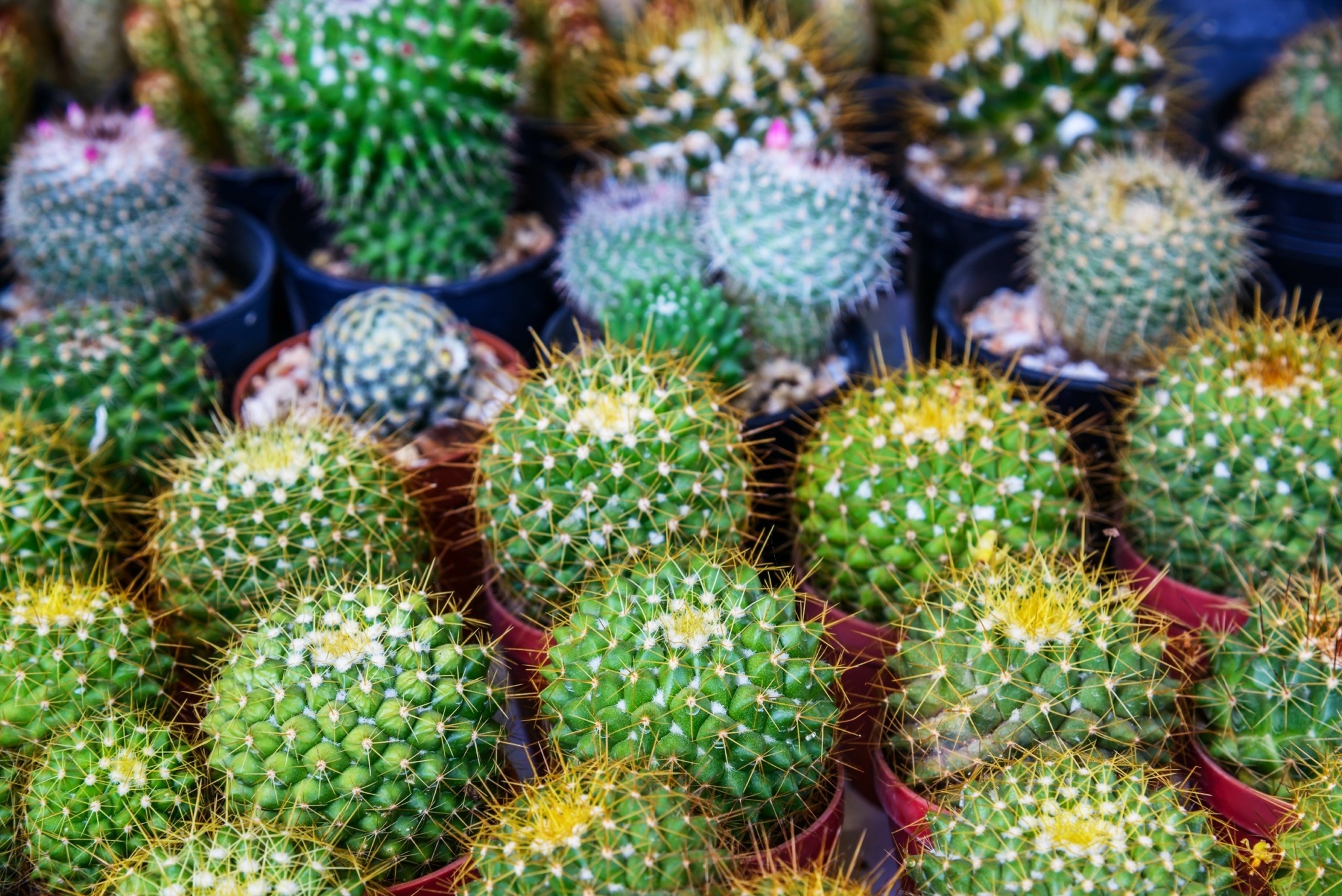 Επιχείρηση Atacama: Ο εντοπισμός σπάνιων κάκτων αξίας €1 εκατ. έκρυβε ένα ολόκληρο κύκλωμα λαθρεμπορίας