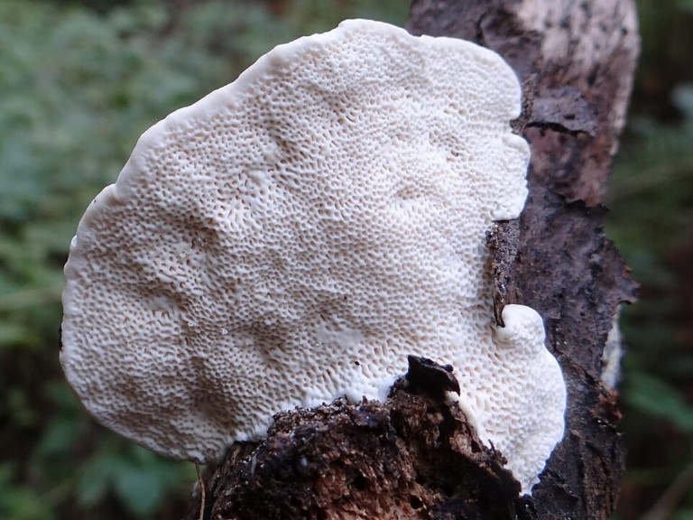 Επιστήμονες ανίχνευσαν την πιο πικρή ουσία στη φύση