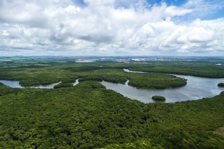Αμαζόνιος: Παράνομη ξυλεία πλημμυρίζει τις δυτικές αγορές