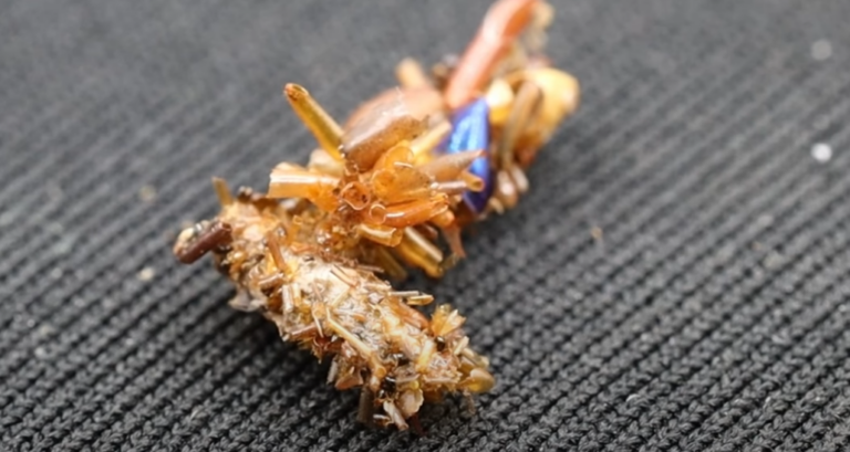 Κάμπια «συλλέκτης οστών» φοράει πτώματα για καμουφλάζ (pics + vid)