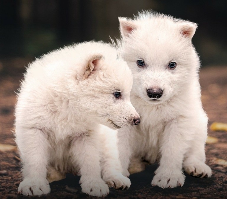 «Αναστήθηκε» πράγματι ο λύκος του Game of Thrones έπειτα από 13.000 χρόνια; (vid)