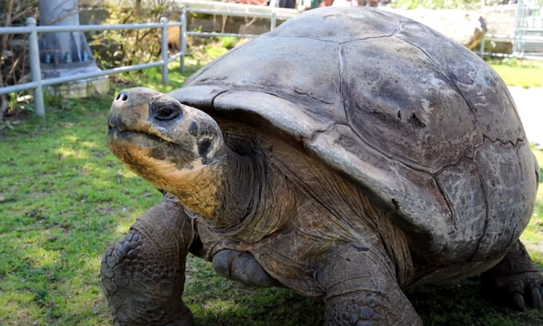 Χελώνα που απειλείται με εξαφάνιση γίνεται για πρώτη φορά μαμά στα 100 (vid)