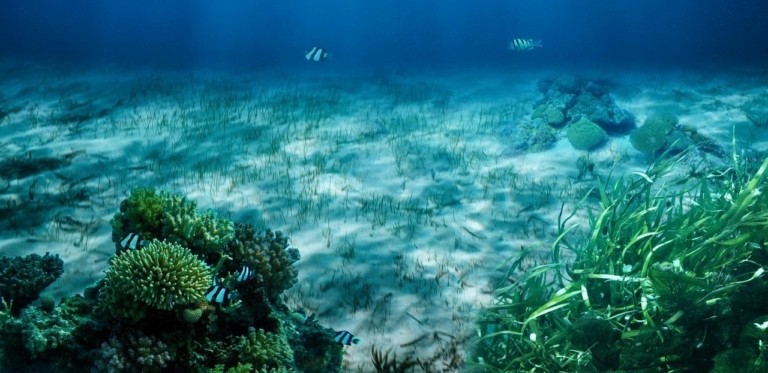 Η κλιματική αλλαγή απειλεί τη θαλάσσια βλάστηση