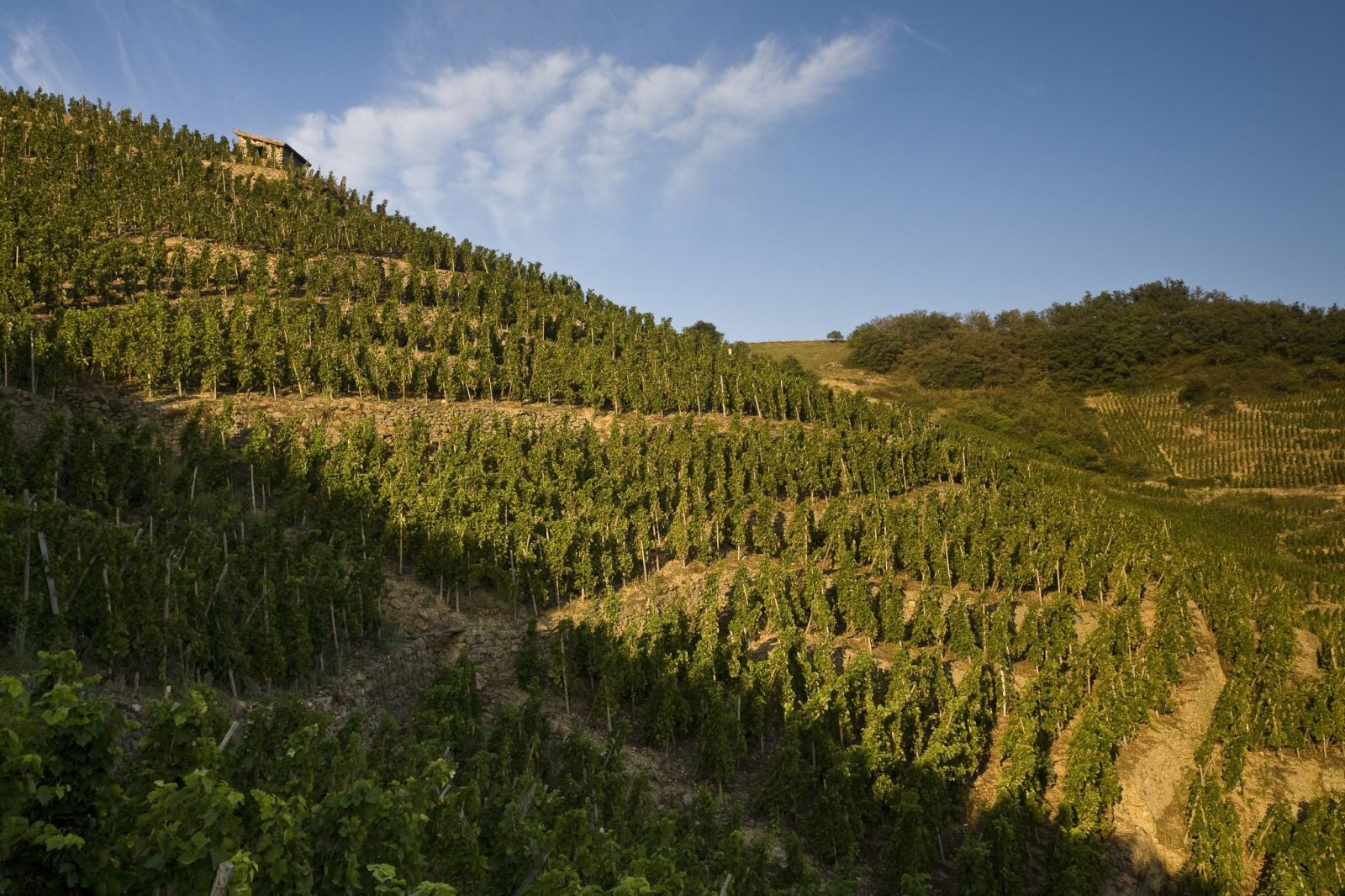 Κρασί: Υπόκλιση στην Αγία Τριάδα του Ροδανού