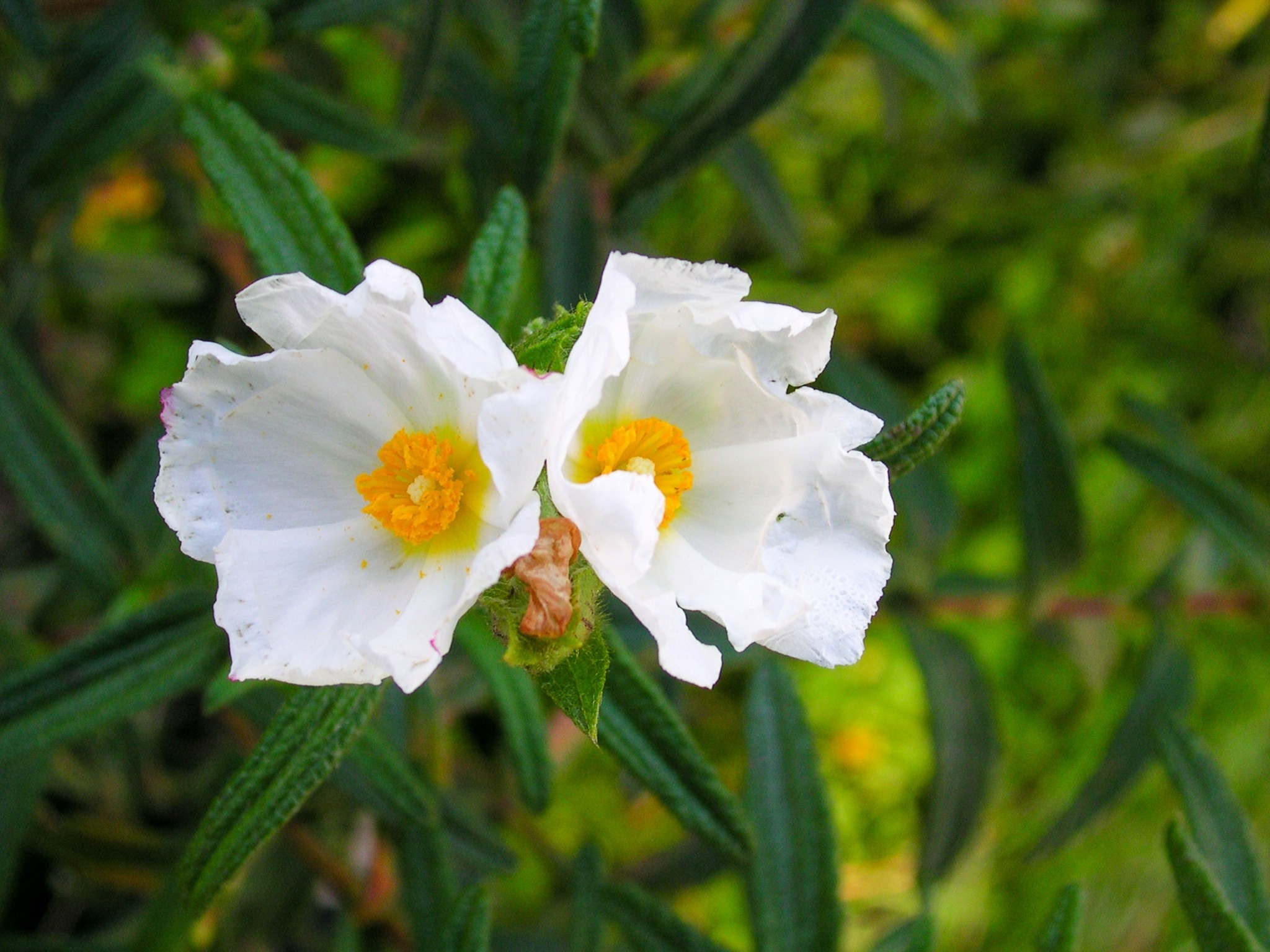 Σώστε τις μέλισσες με αυτά τα 5 λουλούδια