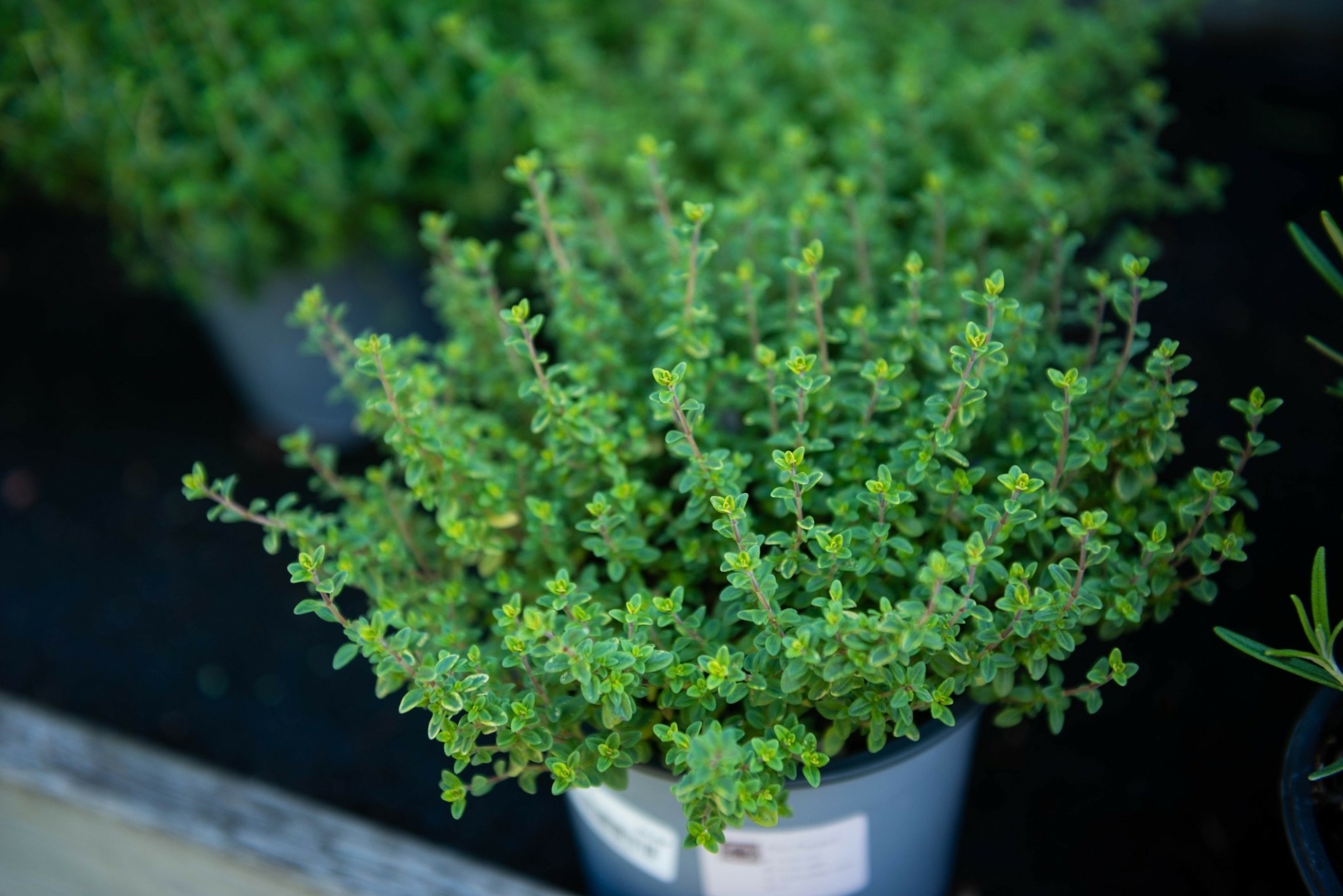 Σώστε τις μέλισσες με αυτά τα 5 λουλούδια