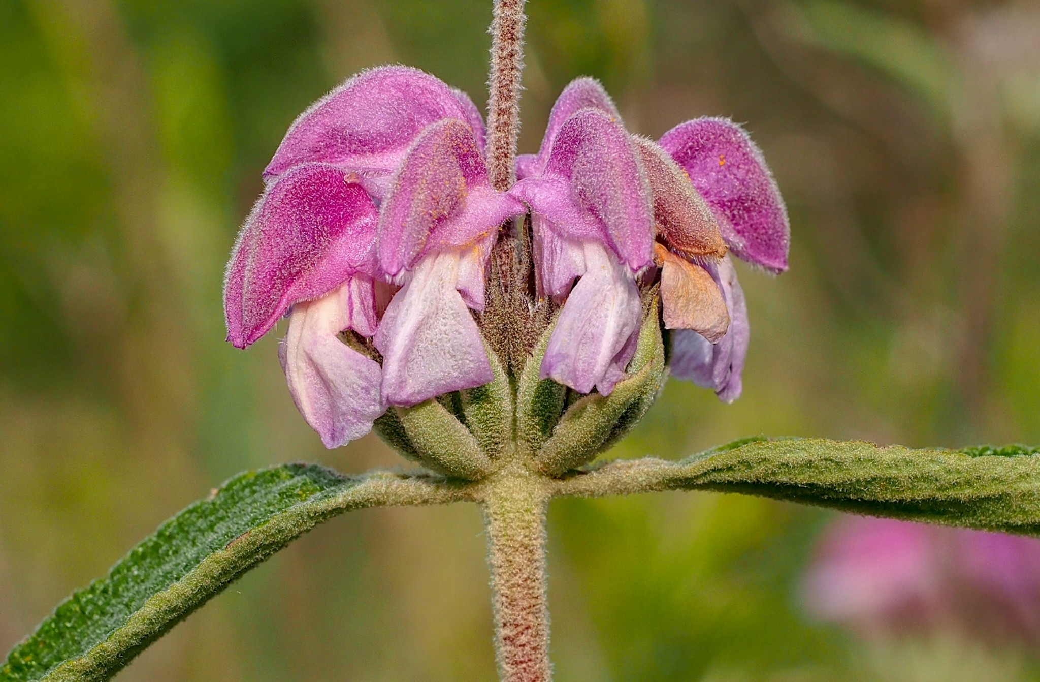 Σώστε τις μέλισσες με αυτά τα 5 λουλούδια