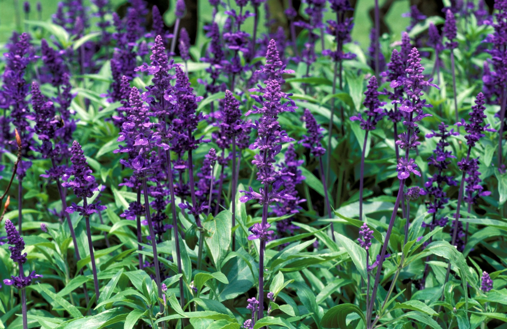 Σώστε τις μέλισσες με αυτά τα 5 λουλούδια