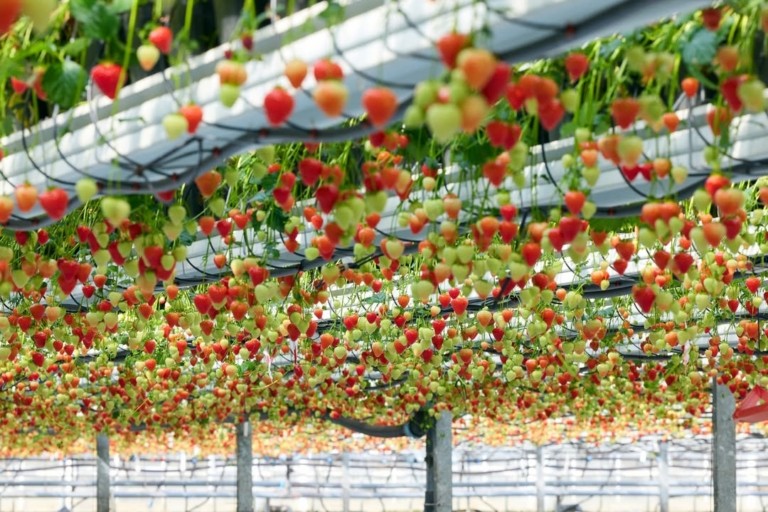 Κλιματική αλλαγή: Φράουλες τόσο μεγάλες που δεν χωράνε στο στόμα (vid)