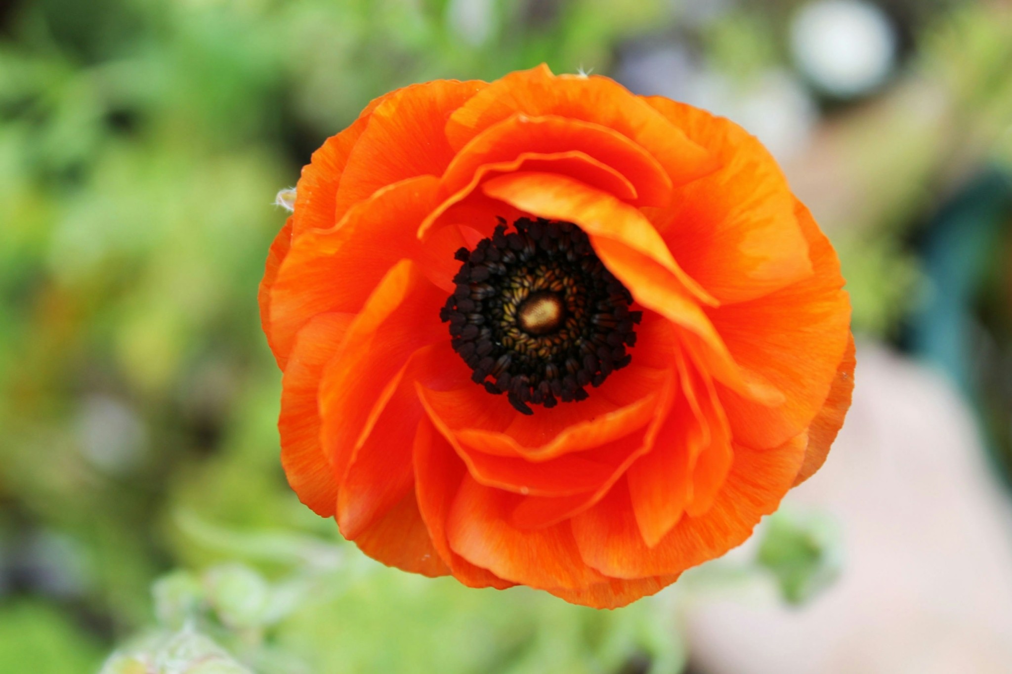 Σώστε τις μέλισσες με αυτά τα 5 λουλούδια