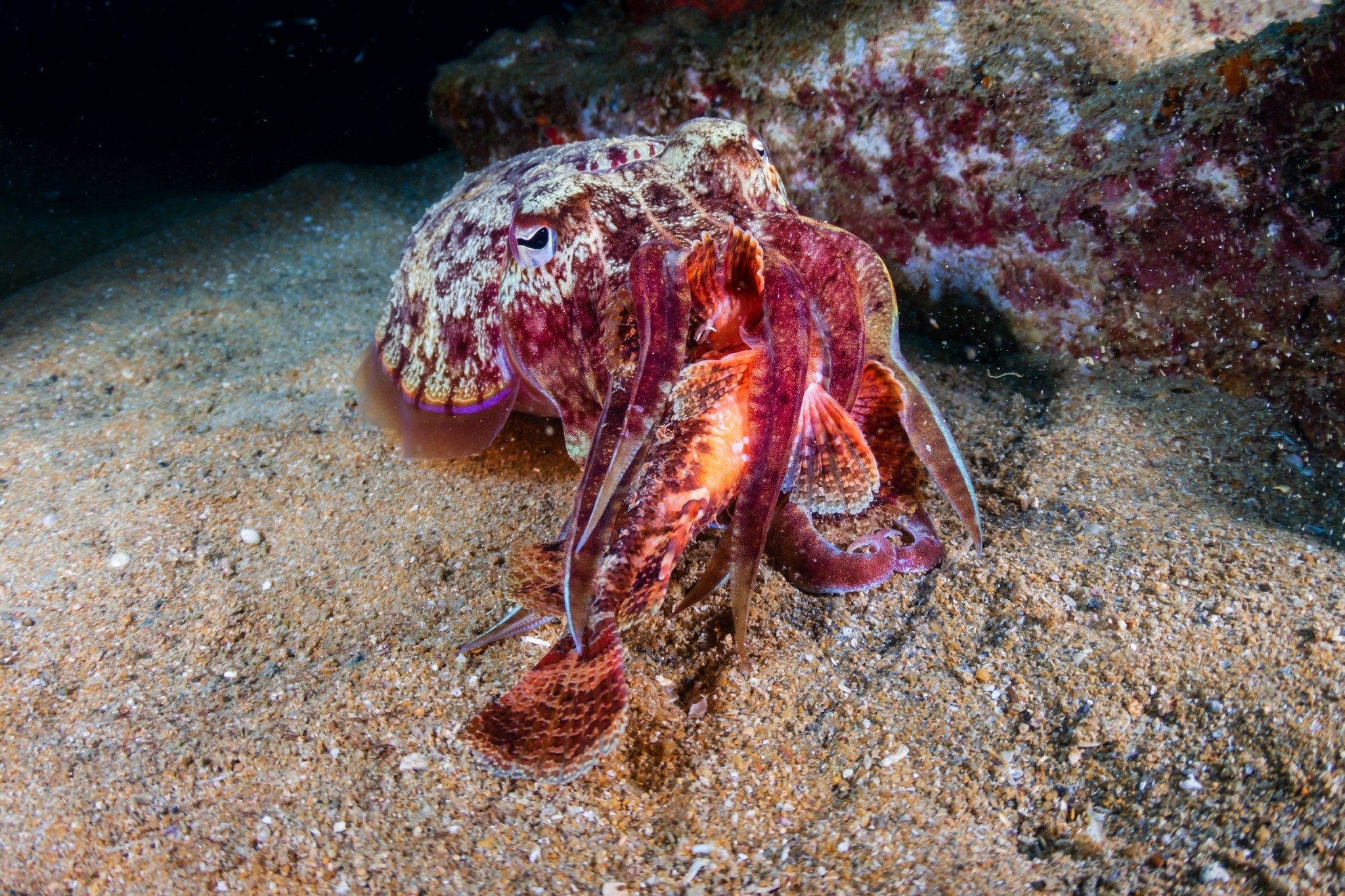 Το χταπόδι κατακτά τη Μάγχη – Θερμές θάλασσες φέρνουν αλυσιδωτές επιπτώσεις