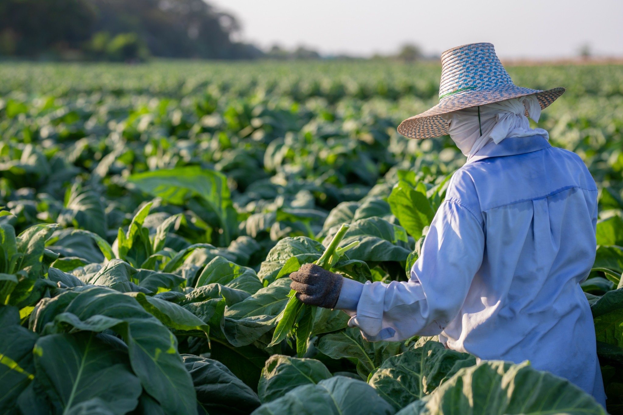 Οι τιτάνες του καπνού ξεπέρασαν τα μεγαθήρια της τεχνολογίας (λίστες)
