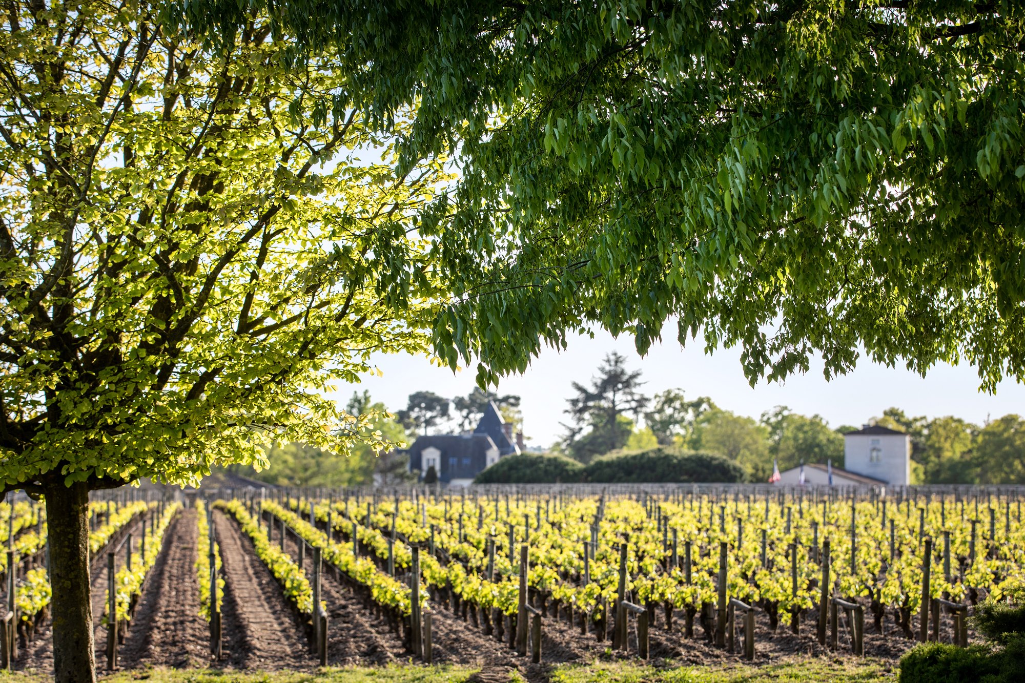 Κρασί: Haut Βrion Blanc – Ο λευκός μύθος του Μπορντό