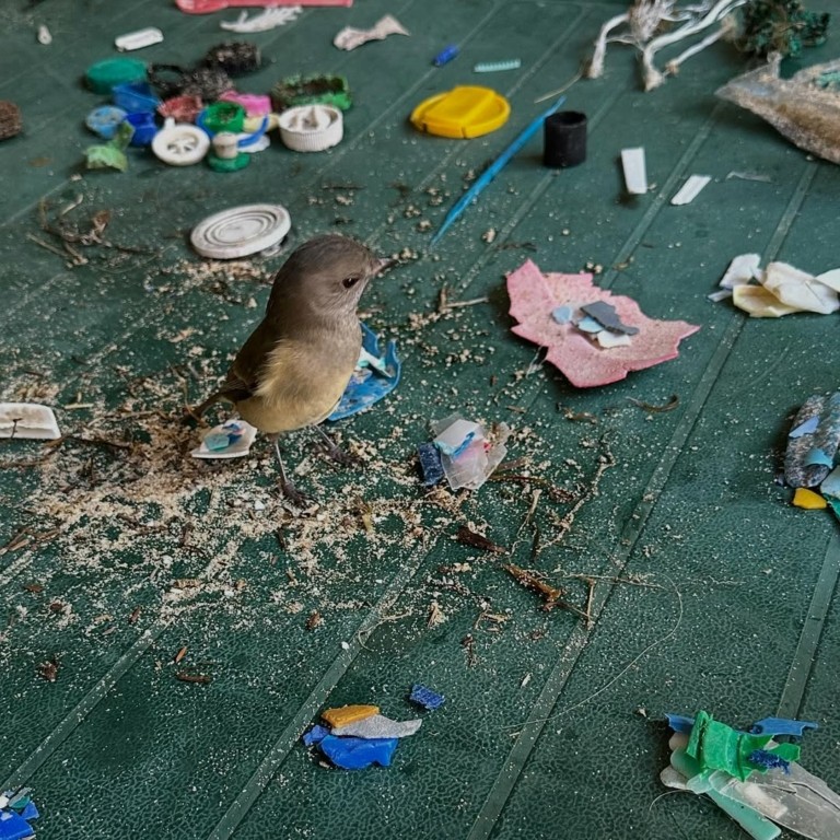 Θαλασσοπούλια τρώνε τόσο πολύ πλαστικό που κάνει θόρυβο στην κοιλιά τους (vid)