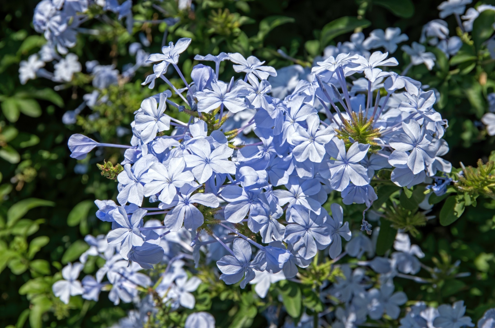 4 αναρριχώμενα φυτά που δροσίζουν 