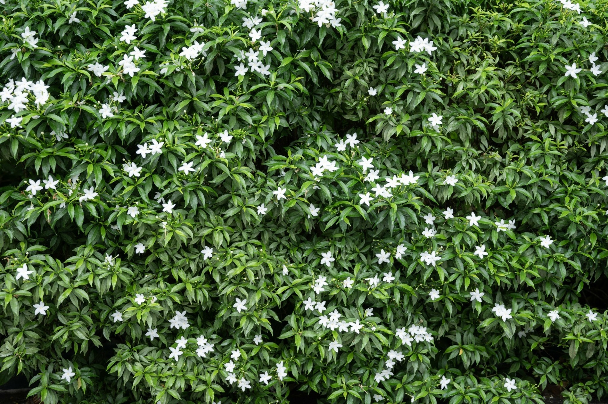 4 αναρριχώμενα φυτά που δροσίζουν 