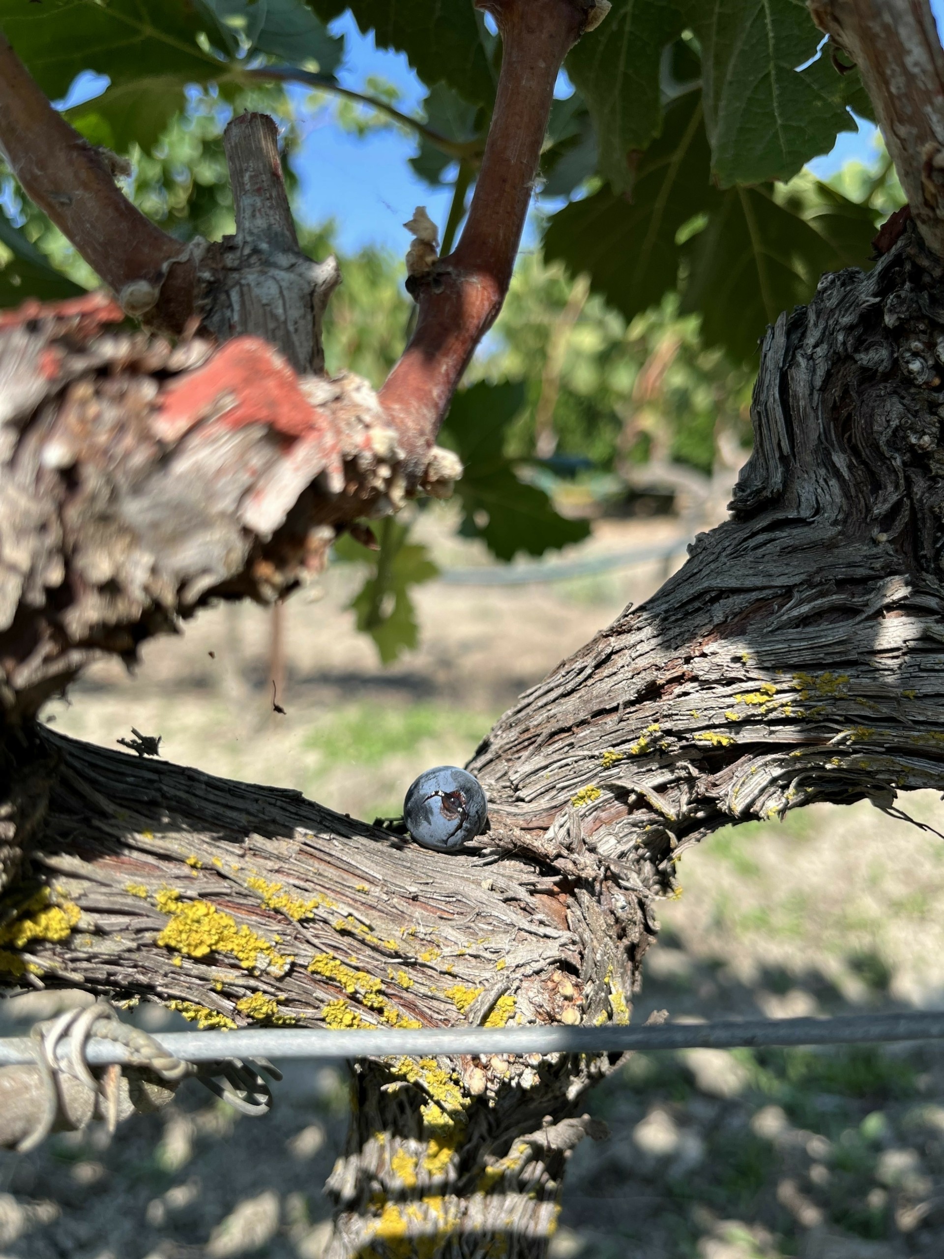 Κρασί: Η αποκάλυψη του Cabernet Franc στο οινοποιείο JIMA στην Ηπειρο