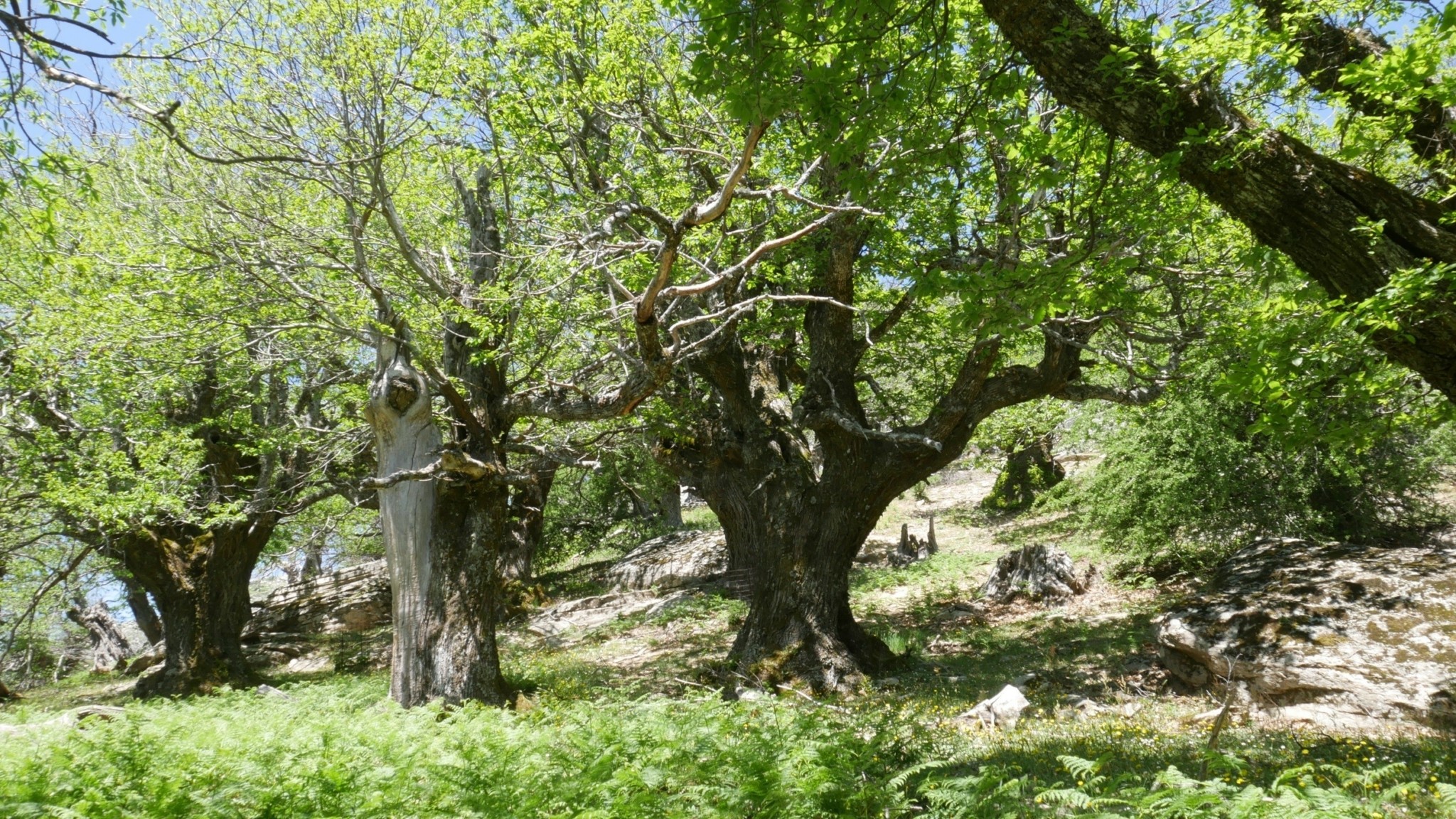 Η Principia παραδίδει 660 στρέμματα αναδασωτέας περιοχής στη Νότια Εύβοια (pic + vid)