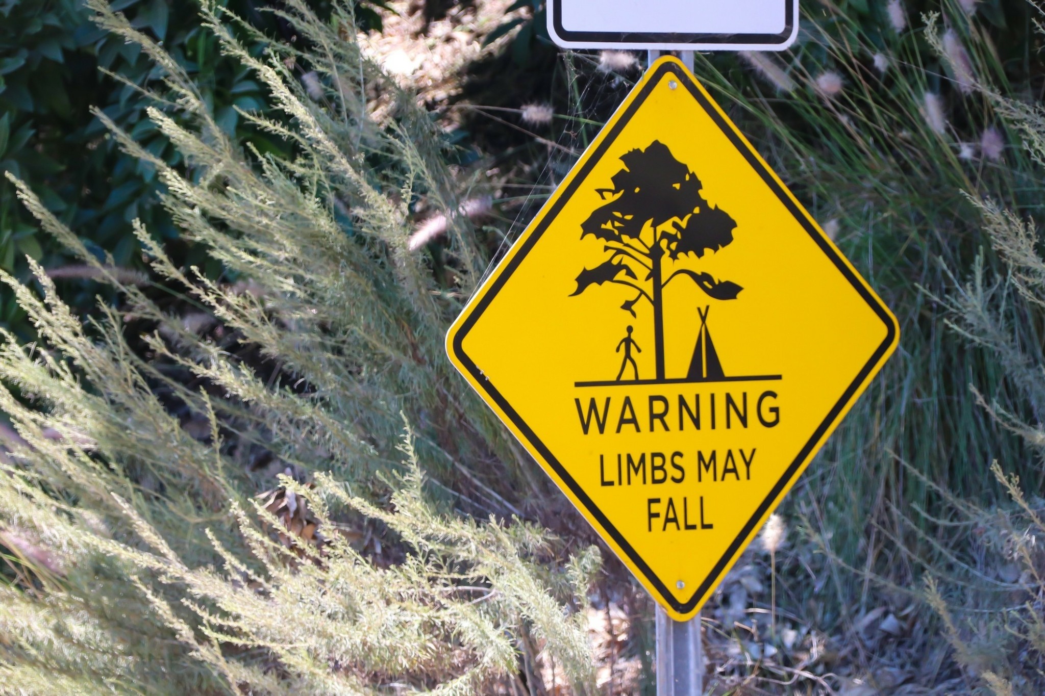 Ξαφνική πτώση κλάδου δέντρου – Ενα καλοκαιρινό φαινόμενο που δεν προειδοποιεί